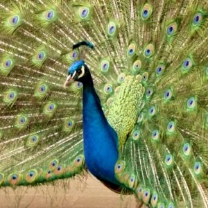 Peacock image from Dallas Whole Life newsletter Turning Challenge Into Opportunity